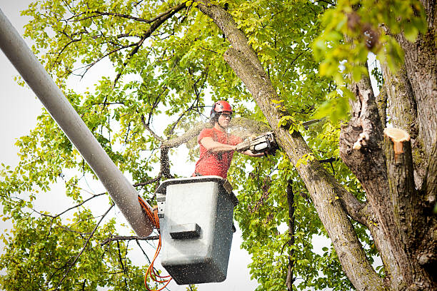 How Our Tree Care Process Works  in Clermont, FL